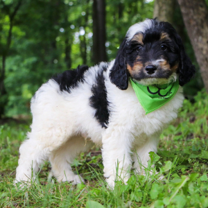 Bernedoodle Puppy Farley