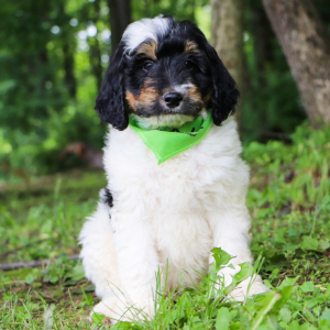 Bernedoodle Puppy Farley