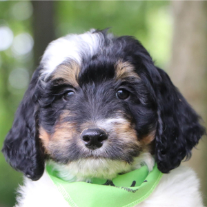 Bernedoodle Puppy Farley