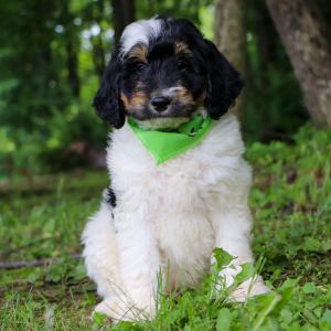 Bernedoodle Puppy Farley