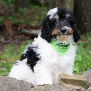 Bernedoodle Puppy Farley