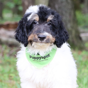 Bernedoodle Puppy Farley