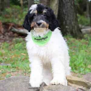 Bernedoodle Puppy Farley