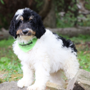 Bernedoodle Puppy Farley