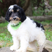 Bernedoodle Puppy Farley