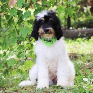 Bernedoodle Puppy Farley