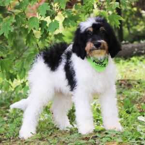 Bernedoodle Puppy Farley