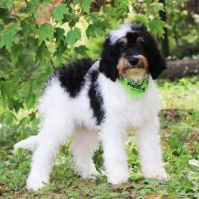Bernedoodle Puppy Farley
