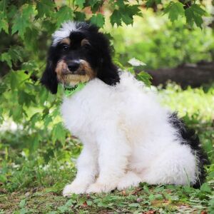 Bernedoodle Puppy Farley