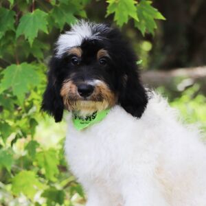 Bernedoodle Puppy Farley