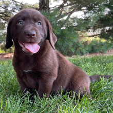 Labrador Retriever Puppy Florie