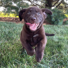 Labrador Retriever Puppy Florie