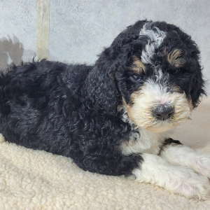 Bernedoodle Puppy Cody