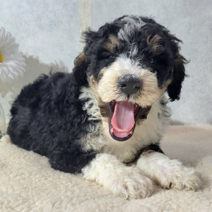 Bernedoodle Puppy Cody