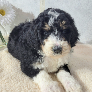 Bernedoodle Puppy Cody