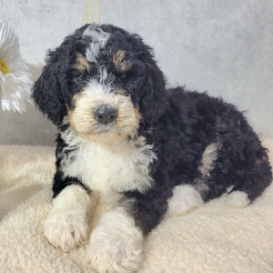 Bernedoodle Puppy Cody