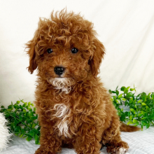 Cavapoo Puppy Lamar