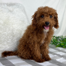 Cavapoo Puppy Lamar