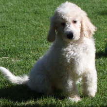 Aussiedoodle Puppy Denver