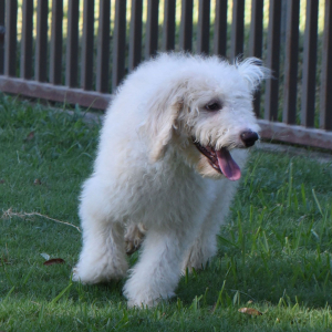 Aussiedoodle Puppy Denver