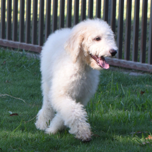 Aussiedoodle Puppy Denver
