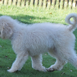 Aussiedoodle Puppy Denver