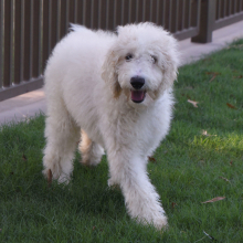 Aussiedoodle Puppy Denver