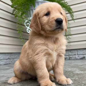 Golden Retriever Puppy Tina