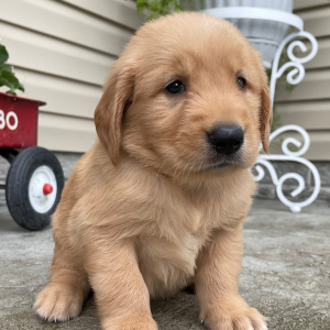 Golden Retriever Puppy Tina