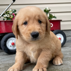 Golden Retriever Puppy Tina