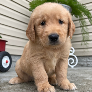 Golden Retriever Puppy Tina