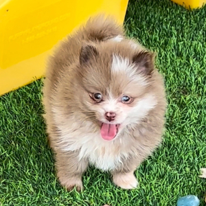 Pomeranian Puppy Kobe