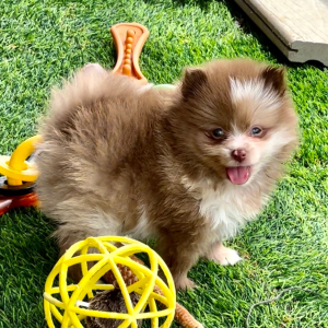 Pomeranian Puppy Kobe