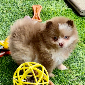 Pomeranian Puppy Kobe