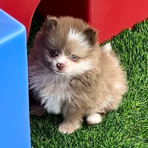 Pomeranian Puppy Kobe