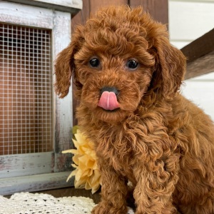 Poodle Puppy Jacki