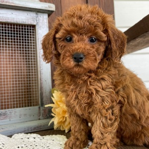 Poodle Puppy Jacki