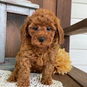 Poodle Puppy Jacki