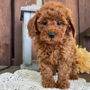 Poodle Puppy Jacki