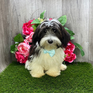 Havanese Puppy Oreo