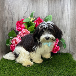 Havanese Puppy Oreo