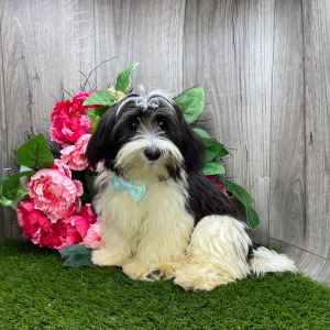Havanese Puppy Oreo