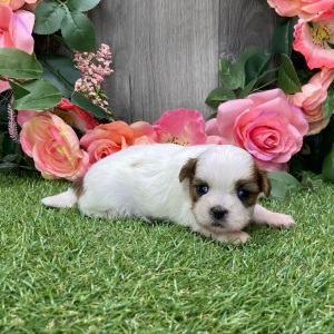 Shih Tzu Puppy Ulexa