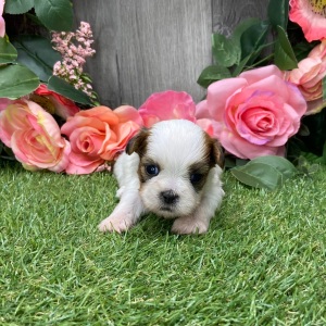 Shih Tzu Puppy Ulexa
