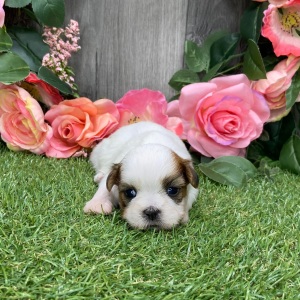 Shih Tzu Puppy Ulexa