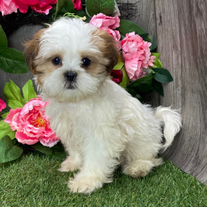 Shih Tzu Puppy Ulexa