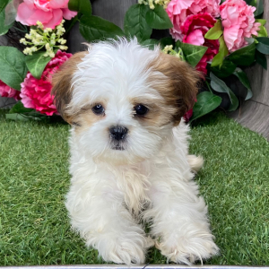 Shih Tzu Puppy Ulexa