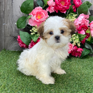 Shih Tzu Puppy Ulexa