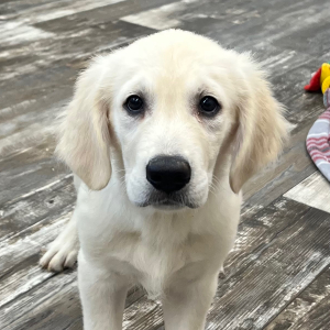 Golden Retriever Puppy Colton