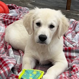 Golden Retriever Puppy Colton